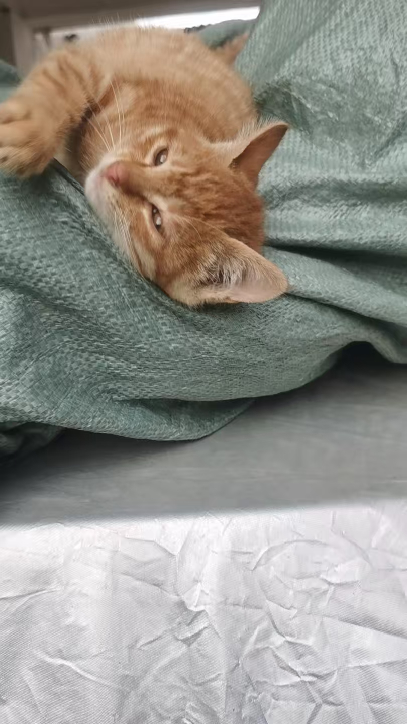 田园猫